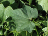 Melothria pendula ; feuilles