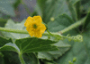 Melothria pendula ; fleurs-F