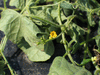 Melothria pendula ; fleurs-M