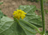 Melothria pendula ; fleurs-M