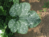 Benincasa hispida Tongwa; feuilles