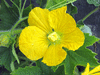 Benincasa hispida Tongwa; fleurs-F