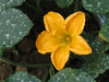 Cucurbita sororia ; fleurs-M