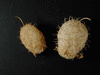 Echinocystis lobata ; fruits-secs