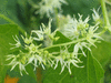 Echinocystis lobata ; fleurs-M