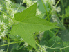 Echinocystis lobata ; feuilles