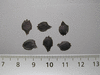 Cyclanthera tomentosa ; graines