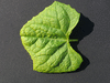 Cyclanthera tomentosa ; feuilles