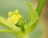 Cyclanthera tomentosa ; fleurs-F