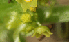 Cyclanthera tomentosa ; fleurs-M