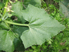 Ecballium elaterium Concombre d'âne; feuilles