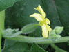 Ecballium elaterium Concombre d'âne; fleurs-F