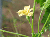 Momordica balsamina ; fleurs-F