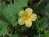 Momordica balsamina ; fleurs-F