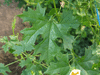 Momordica balsamina ; feuilles