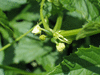 Cyclanthera pedata ; fleurs-F