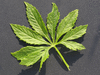 Cyclanthera pedata ; feuilles