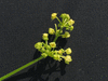 Cyclanthera pedata ; fleurs-M