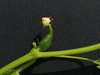 Cyclanthera pedata ; fleurs-F