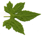 Diplocyclos palmatus ; feuilles