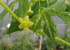Diplocyclos palmatus ; fleurs-F