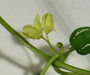 Diplocyclos palmatus ; fleurs-M