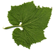 Benincasa hispida F1 benefit; feuilles