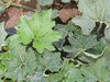 Benincasa hispida F1 k.y. Trim2; feuilles