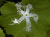 Trichosanthes lobata ; fleurs-M