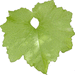 Trichosanthes lobata ; feuilles