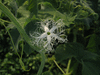 Trichosanthes lobata ; fleurs-F