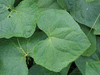 Sicyos angulatus ; feuilles