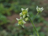 Sicyos angulatus ; fleurs-M