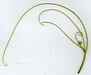 Sicyos angulatus ; vrilles