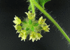 Sicyos angulatus ; fleurs-F