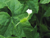 Echinopepon wrightii ; fleurs-F