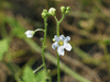 Echinopepon wrightii ; fleurs-M