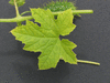 Echinopepon wrightii ; feuilles
