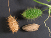 Echinopepon wrightii ; fruits