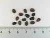 Echinopepon wrightii ; graines