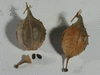 Luffa operculata ; fruits-secs