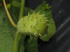 Cyclanthera explodens ; fruits