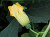 Cucurbita foetidissima ; fleurs-F