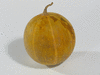 Cucurbita foetidissima ; fruits-secs