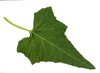 Cucurbita foetidissima ; feuilles