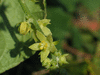 Sechium edule Chayote; fleurs-M