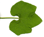 Sechium edule Chayote; feuilles