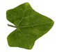 Coccinia grandis ; feuilles