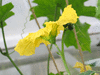 Luffa cylindrica Extra long; fleurs-M