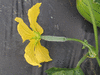 Luffa sepium ; fleurs-F